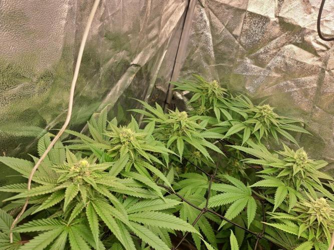 ITAENG Polar Gelato Persian Pie Zillions. Week 12