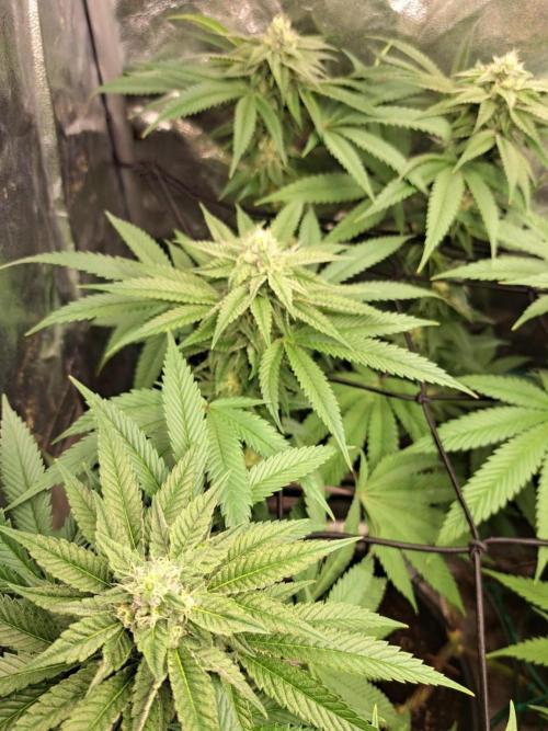 ITAENG Polar Gelato Persian Pie Zillions. Week 12