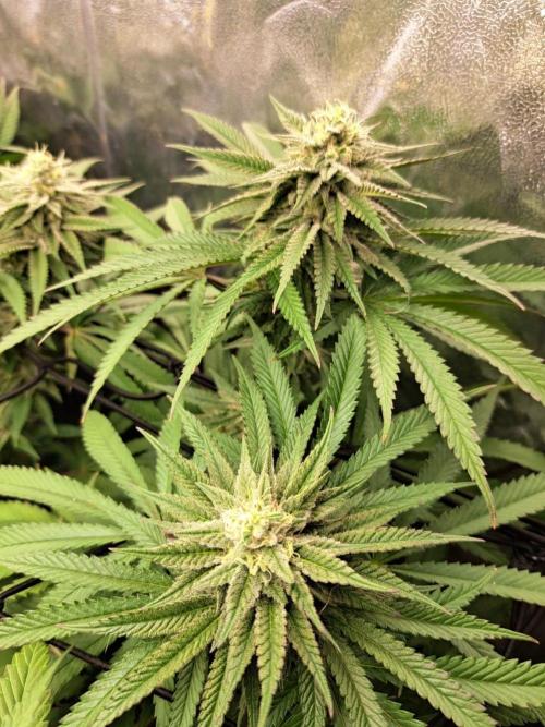 ITAENG Polar Gelato Persian Pie Zillions. Week 12