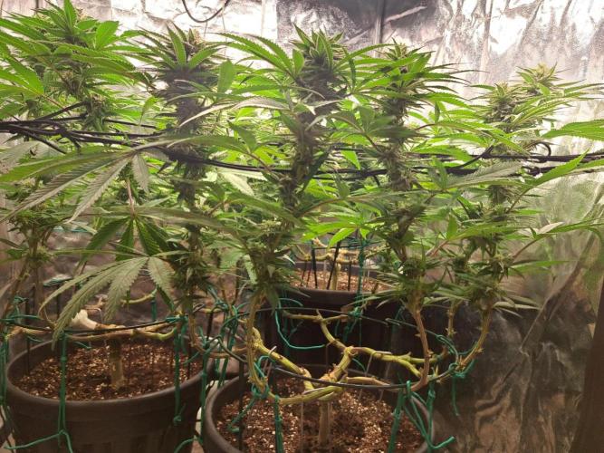 ITAENG Polar Gelato Persian Pie Zillions. Week 12