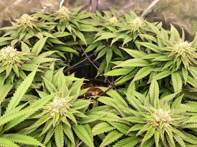 ITAENG Polar Gelato Persian Pie Zillions. Week 12
