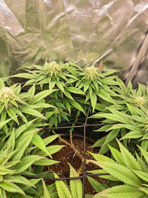 ITAENG Polar Gelato Persian Pie Zillions. Week 12