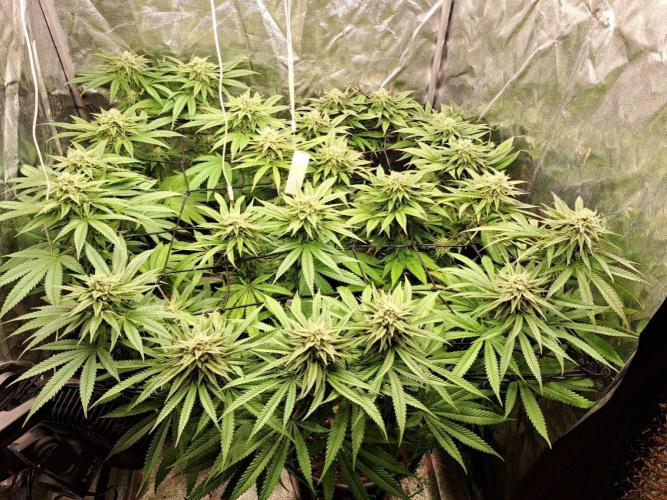 ITAENG Polar Gelato Persian Pie Zillions. Week 12