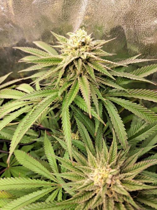 ITAENG Polar Gelato Persian Pie Zillions. Week 12