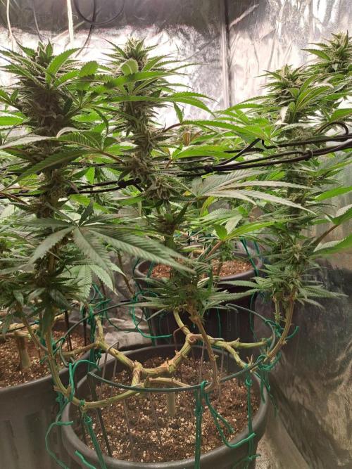 ITAENG Polar Gelato Persian Pie Zillions. Week 12