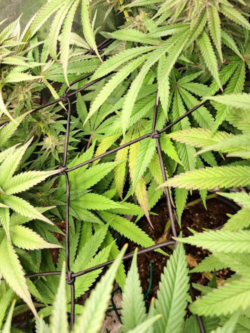 ITAENG Polar Gelato Persian Pie Zillions. Week 12