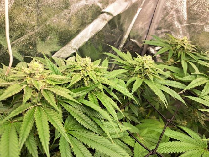 ITAENG Polar Gelato Persian Pie Zillions. Week 12