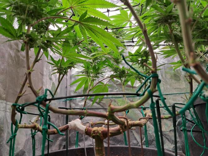 ITAENG Polar Gelato Persian Pie Zillions. Week 12