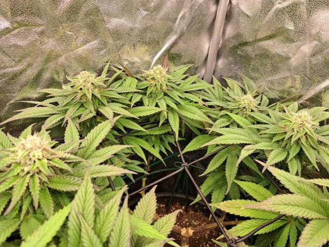 ITAENG Polar Gelato Persian Pie Zillions. Week 12
