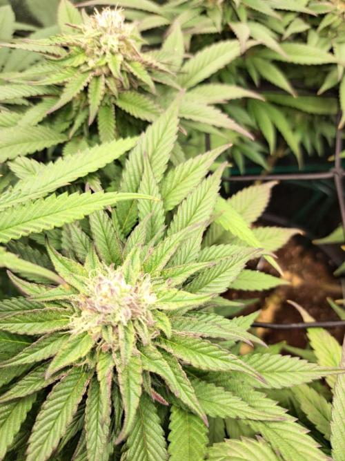 ITAENG Polar Gelato Persian Pie Zillions. Week 12
