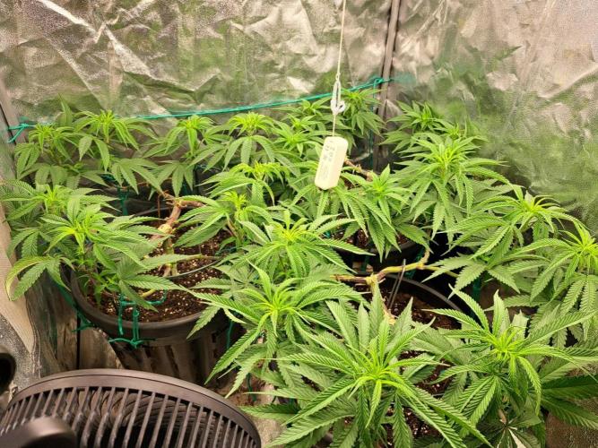 ITAENG Polar Gelato Persian Pie Zillions. Week 7