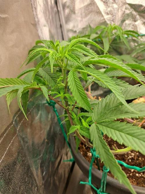 ITAENG Polar Gelato Persian Pie Zillions. Week 7