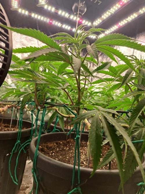 ITAENG Polar Gelato Persian Pie Zillions. Week 7