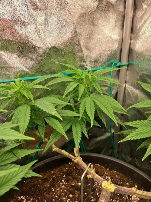 ITAENG Polar Gelato Persian Pie Zillions. Week 7