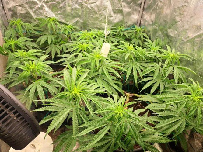 ITAENG Polar Gelato Persian Pie Zillions. Week 7