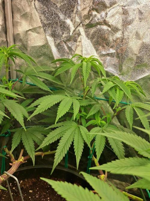 ITAENG Polar Gelato Persian Pie Zillions. Week 7