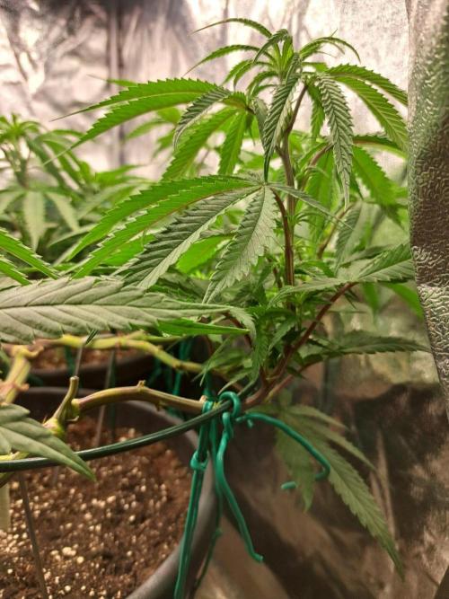 ITAENG Polar Gelato Persian Pie Zillions. Week 7
