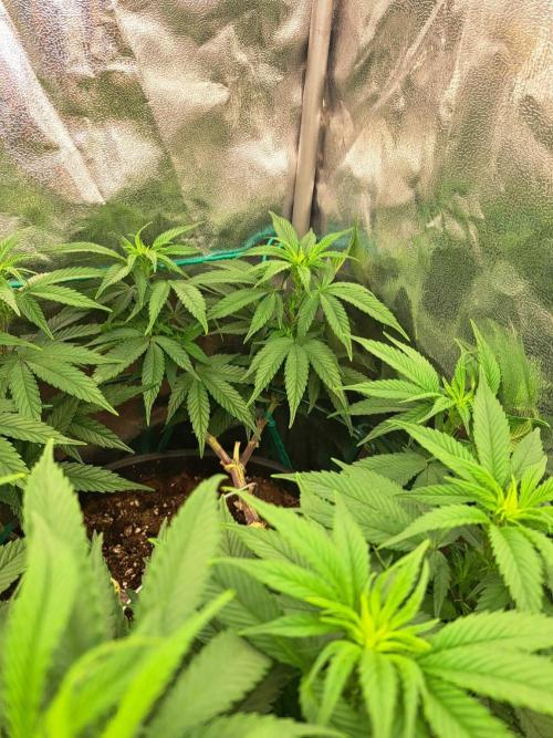 ITAENG Polar Gelato Persian Pie Zillions. Week 7