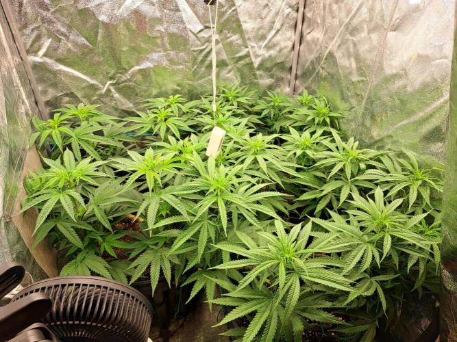 ITAENG Polar Gelato Persian Pie Zillions. Week 7