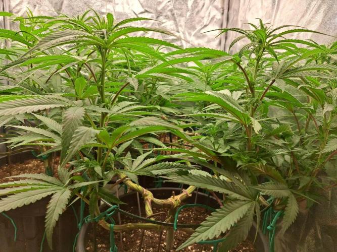 ITAENG Polar Gelato Persian Pie Zillions. Week 7