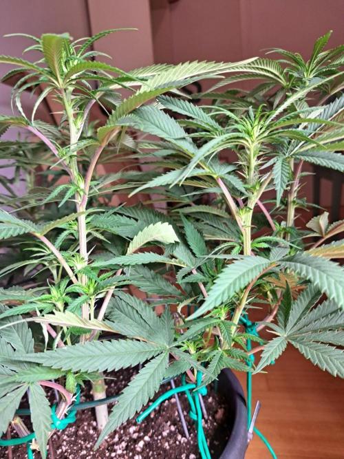 ITAENG Polar Gelato Persian Pie Zillions. Week 7