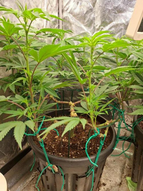 ITAENG Polar Gelato Persian Pie Zillions. Week 7