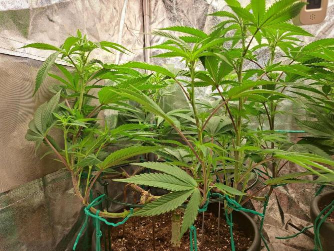 ITAENG Polar Gelato Persian Pie Zillions. Week 7
