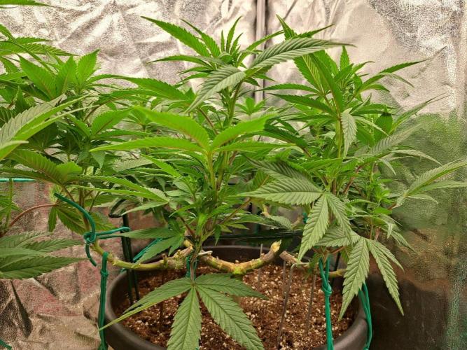 ITAENG Polar Gelato Persian Pie Zillions. Week 7