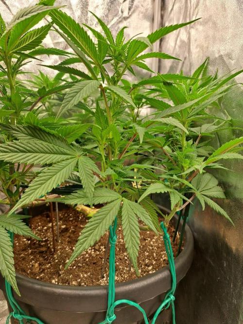 ITAENG Polar Gelato Persian Pie Zillions. Week 7