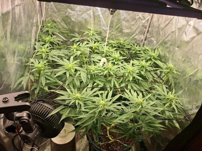 ITAENG Polar Gelato Persian Pie Zillions. Week 10