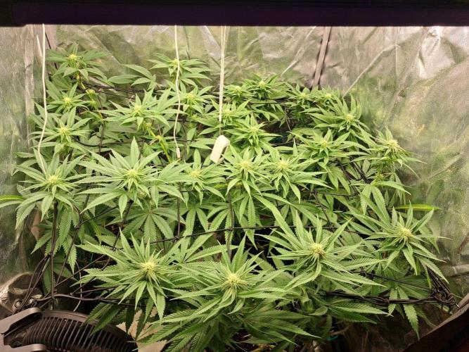 ITAENG Polar Gelato Persian Pie Zillions. Week 10