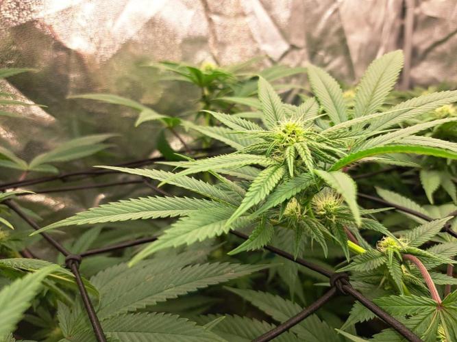 ITAENG Polar Gelato Persian Pie Zillions. Week 10