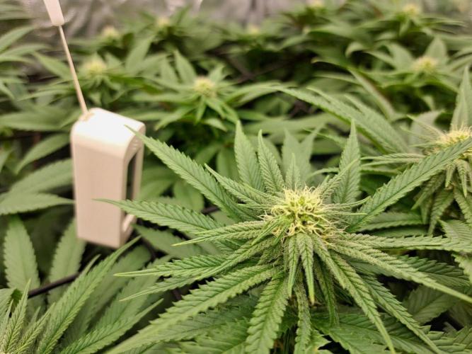 ITAENG Polar Gelato Persian Pie Zillions. Week 10