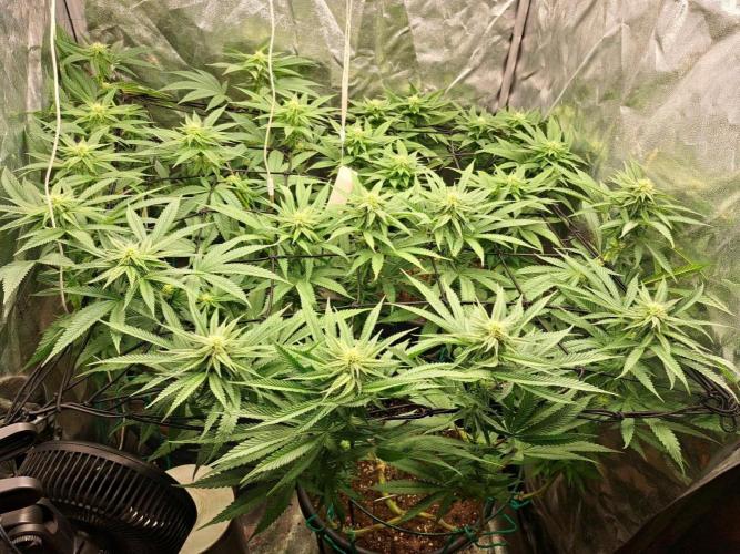 ITAENG Polar Gelato Persian Pie Zillions. Week 10