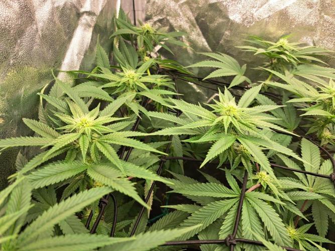 ITAENG Polar Gelato Persian Pie Zillions. Week 10