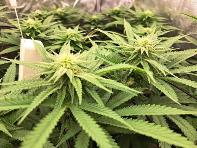ITAENG Polar Gelato Persian Pie Zillions. Week 10
