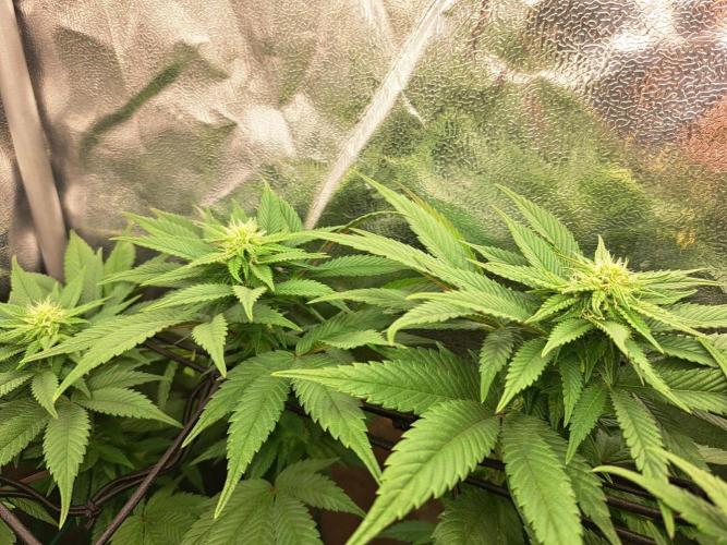 ITAENG Polar Gelato Persian Pie Zillions. Week 10