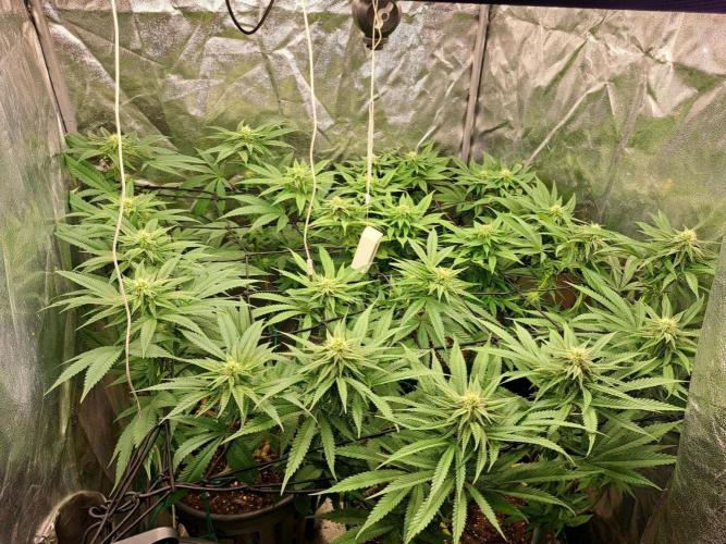 ITAENG Polar Gelato Persian Pie Zillions. Week 11