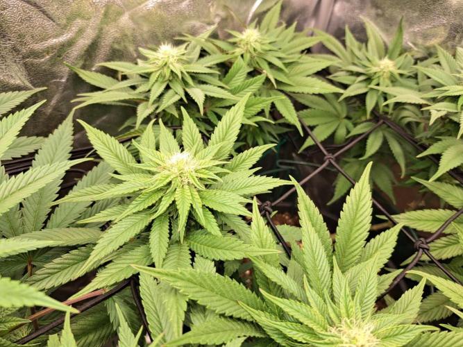 ITAENG Polar Gelato Persian Pie Zillions. Week 11