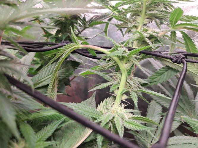 ITAENG Polar Gelato Persian Pie Zillions. Week 11