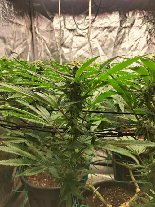 ITAENG Polar Gelato Persian Pie Zillions. Week 11