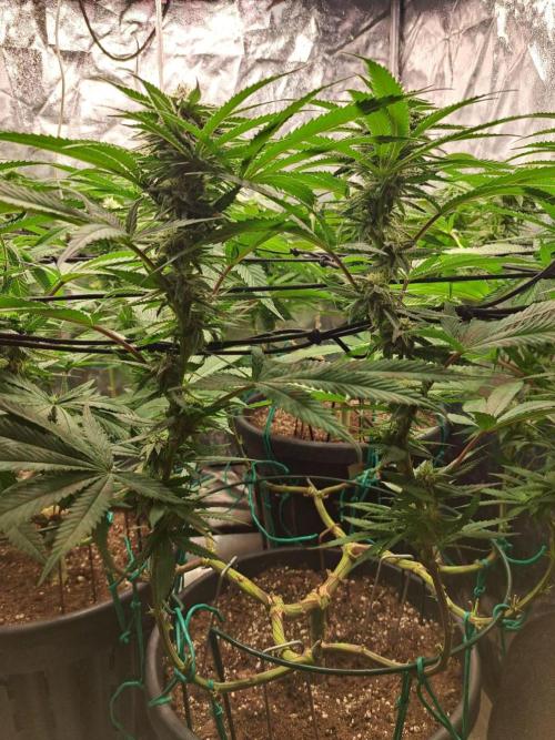 ITAENG Polar Gelato Persian Pie Zillions. Week 11