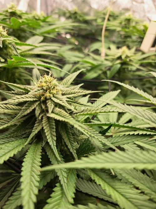 ITAENG Polar Gelato Persian Pie Zillions. Week 11