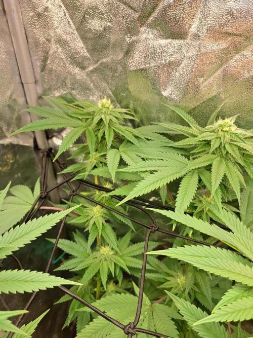 ITAENG Polar Gelato Persian Pie Zillions. Week 11