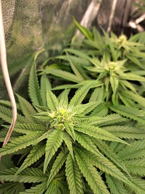 ITAENG Polar Gelato Persian Pie Zillions. Week 11