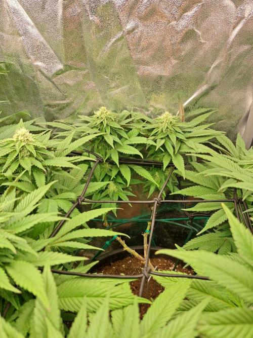 ITAENG Polar Gelato Persian Pie Zillions. Week 11