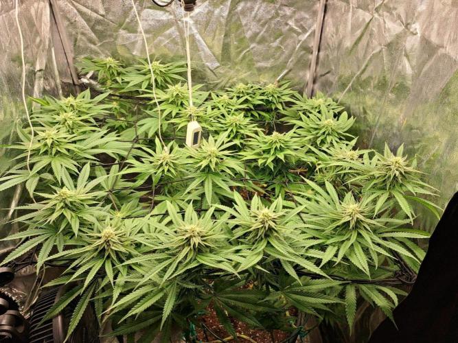ITAENG Polar Gelato Persian Pie Zillions. Week 11
