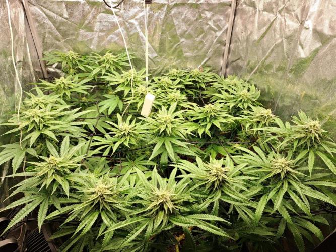ITAENG Polar Gelato Persian Pie Zillions. Week 11