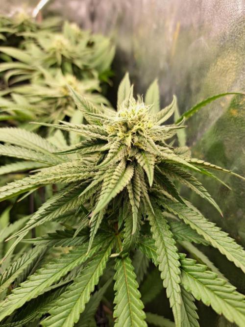 ITAENG Polar Gelato Persian Pie Zillions. Week 11