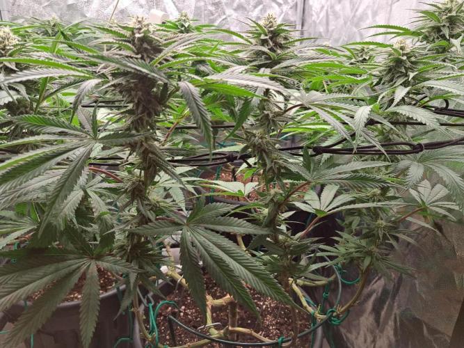 ITAENG Polar Gelato Persian Pie Zillions. Week 11